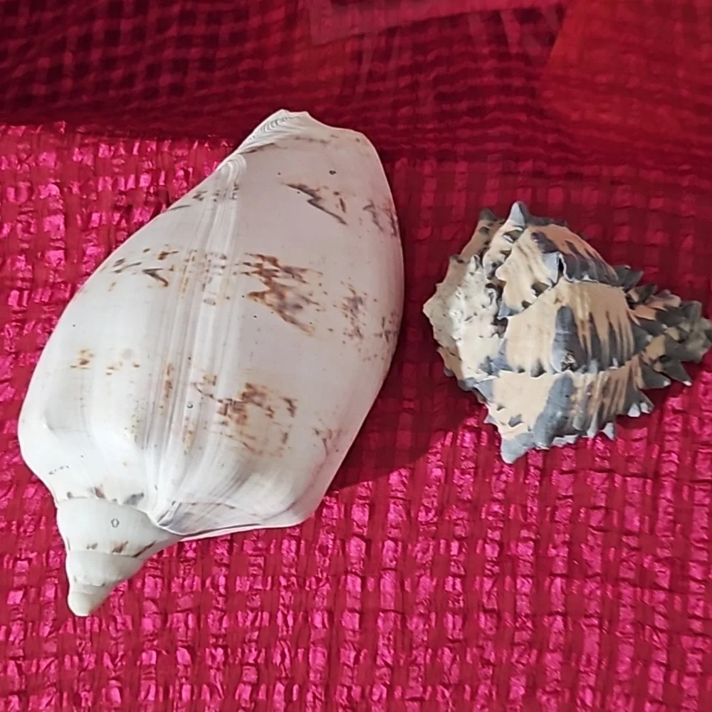 2pc vintage shell 🐚 ,